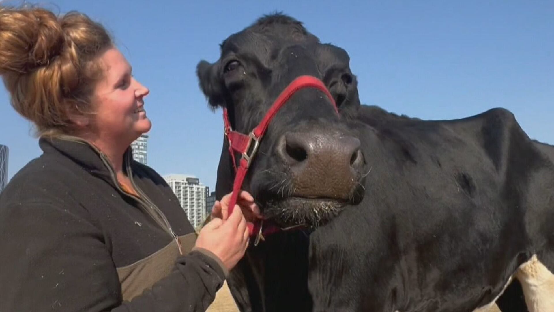World's Largest Cow Alberta